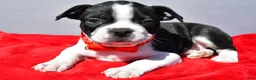 Boston Terrier dogs for sale: Tucker - Ad 7