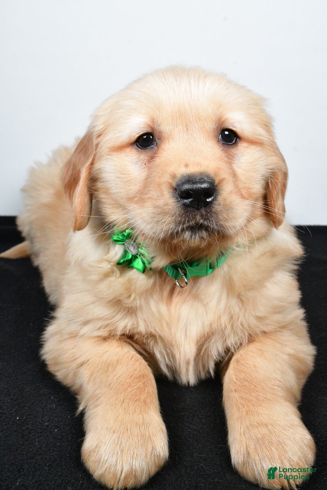 Golden Retriever dogs for sale: Jessica - Ad 7