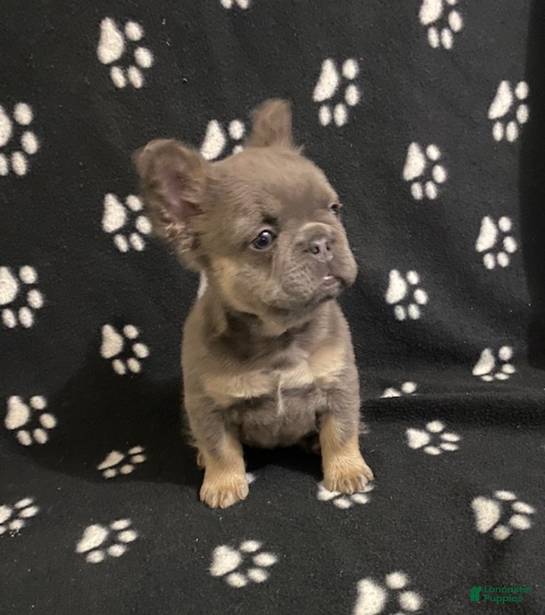 French Bulldog dogs for sale: Tulip- (Fluffy female) - Ad 3