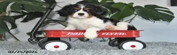 Cavalier King Charles Spaniel dogs for sale: Jubilee - Ad 5