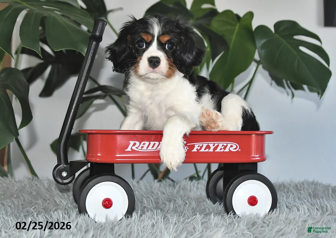 Cavalier King Charles Spaniel dogs for sale: Jubilee - Ad 5