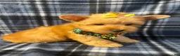 Yorkshire Terrier dogs for sale: Yorkshire Terrier 3 - Ad 4