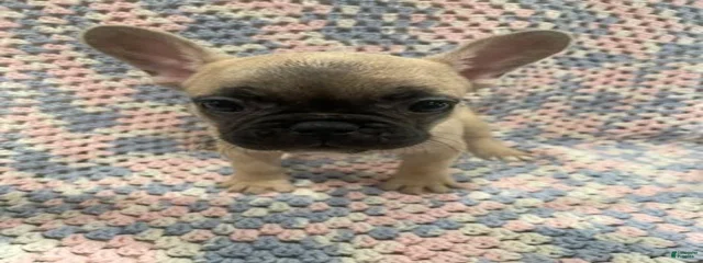 Meatball