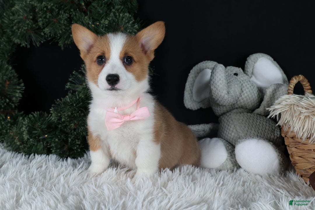 Welsh Corgi Pembroke dogs for sale: Honey - Ad 20