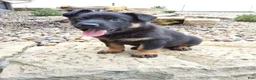 German Shepherd dogs for sale: Zeus - Ad 5