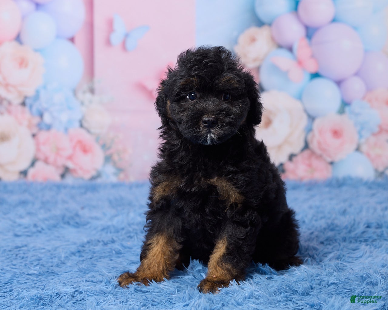 Aussiedoodle dogs Grace - Ad 2