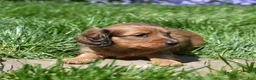 Miniature Dachshund dogs for sale: Copper - Ad 5
