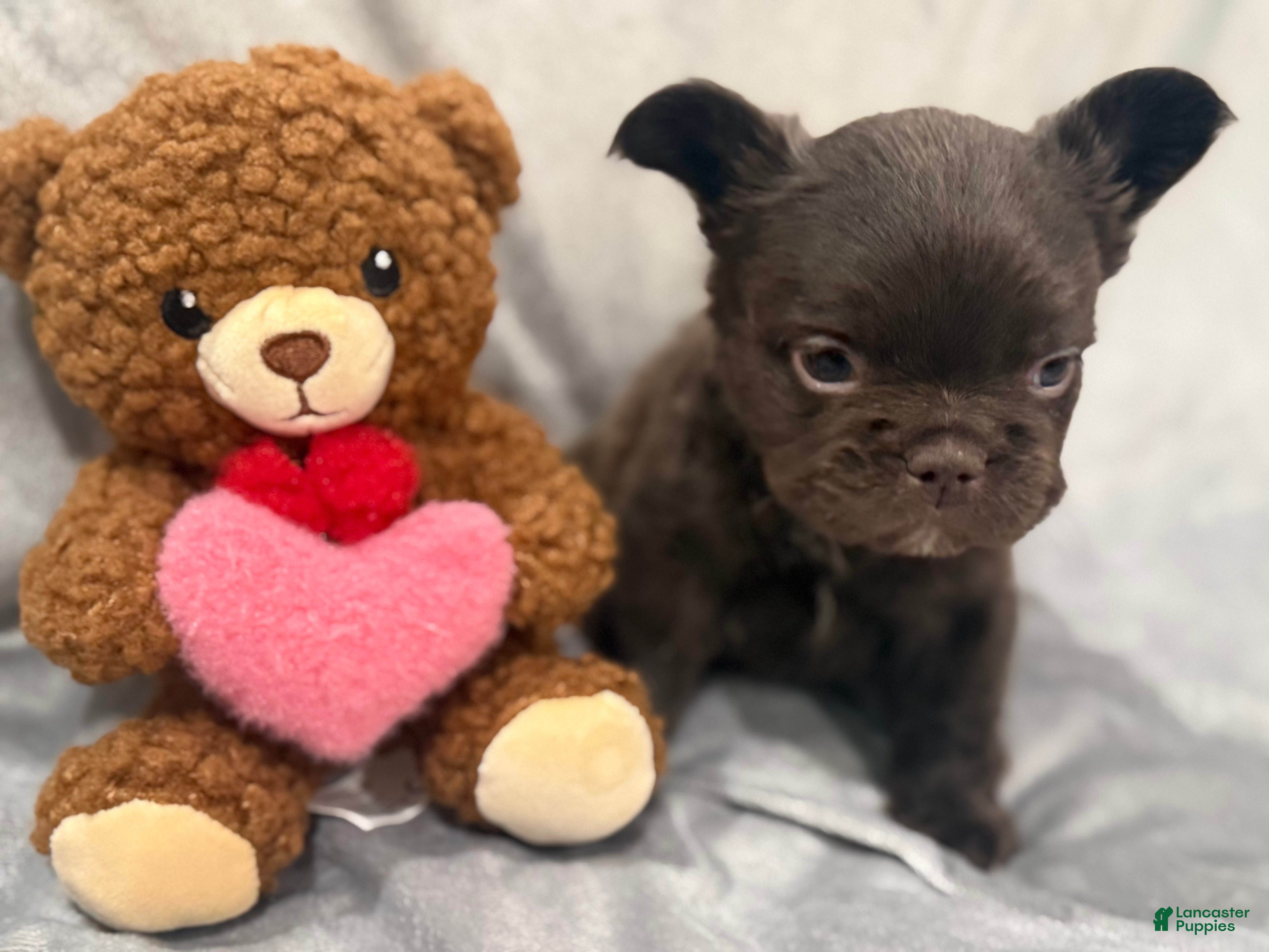 French Bulldog dogs Feliz - Ad 2