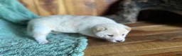 Shiba Inu dogs for sale: Shiba Inu Puppy 5 - Ad 4