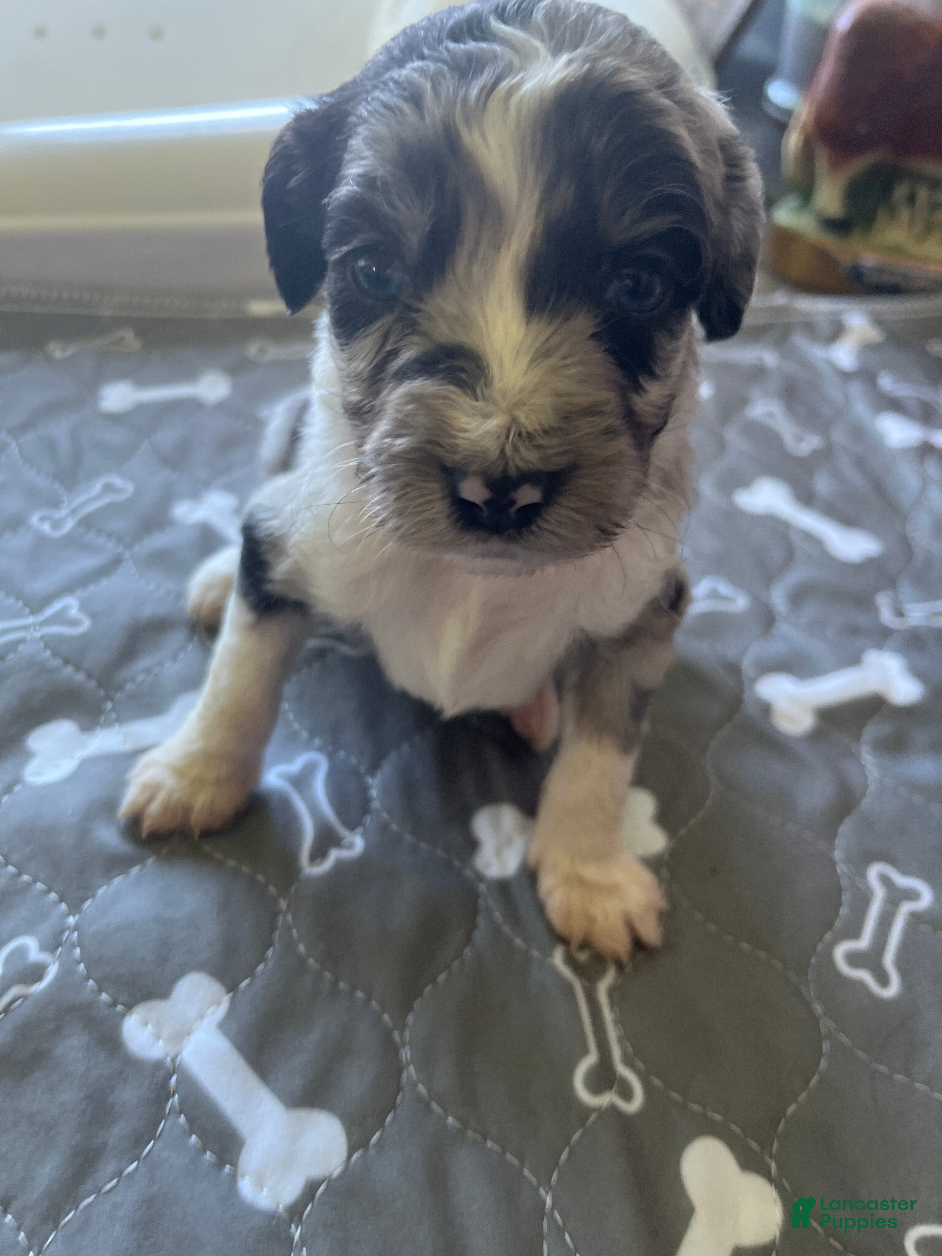 Lolo (Aussiedoodle, Female) in Rosedale, VA