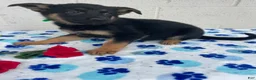 German Shepherd dogs for sale: Carly - Ad 3
