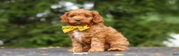 Cavapoo dogs for sale: Jagger - Ad 5
