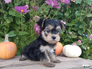 Yorkiepoo dogs - Ad 31