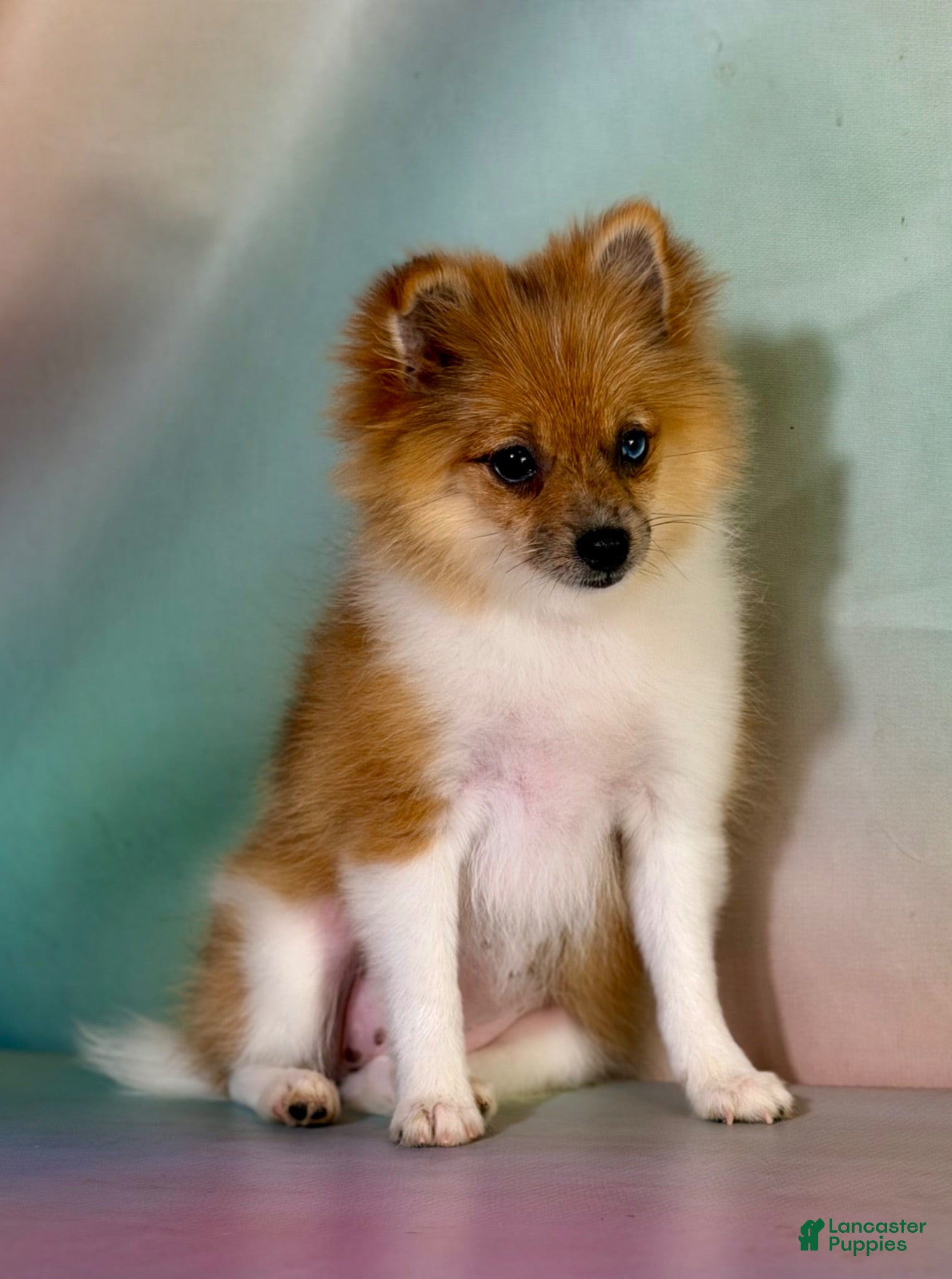 Pomeranian dogs ACA speckles partial blue eye - Ad 2