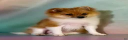 Pomeranian dogs for sale: ACA speckles partial blue eye - Ad 2