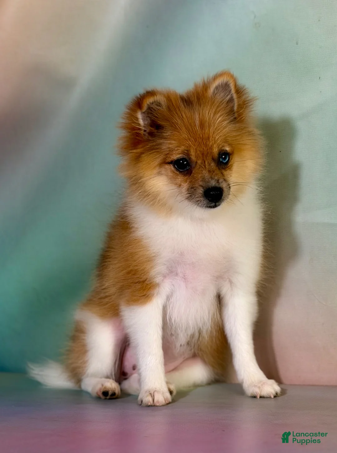 Pomeranian dogs for sale: ACA speckles partial blue eye - Ad 2