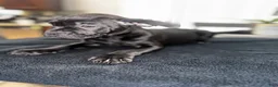 Mixed Breed dogs for sale: Black 3 - Ad 7