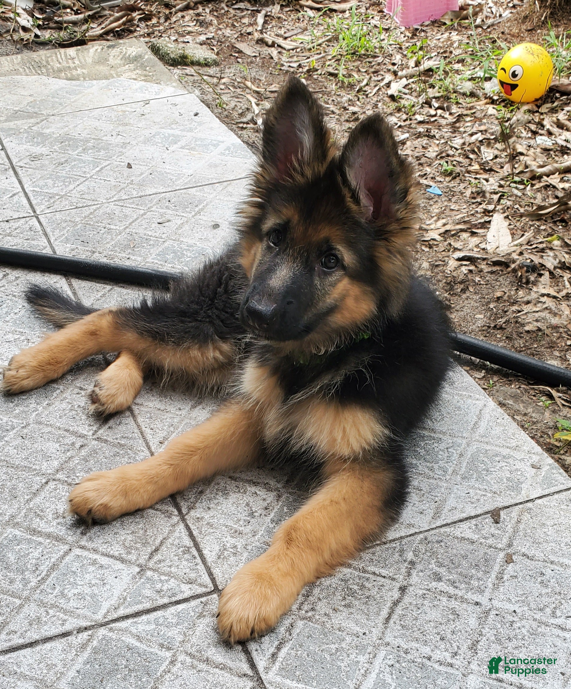 German Shepherd dogs Green Beanie - Ad 7