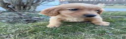 Golden Retriever dogs for sale: Piglet-Hot Pink - Ad 1