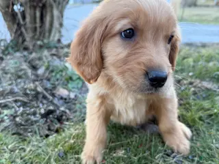 Golden Retriever dogs Piglet-Hot Pink - Ad 7