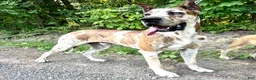 Great Dane dogs for sale: Wanda - Ad 4