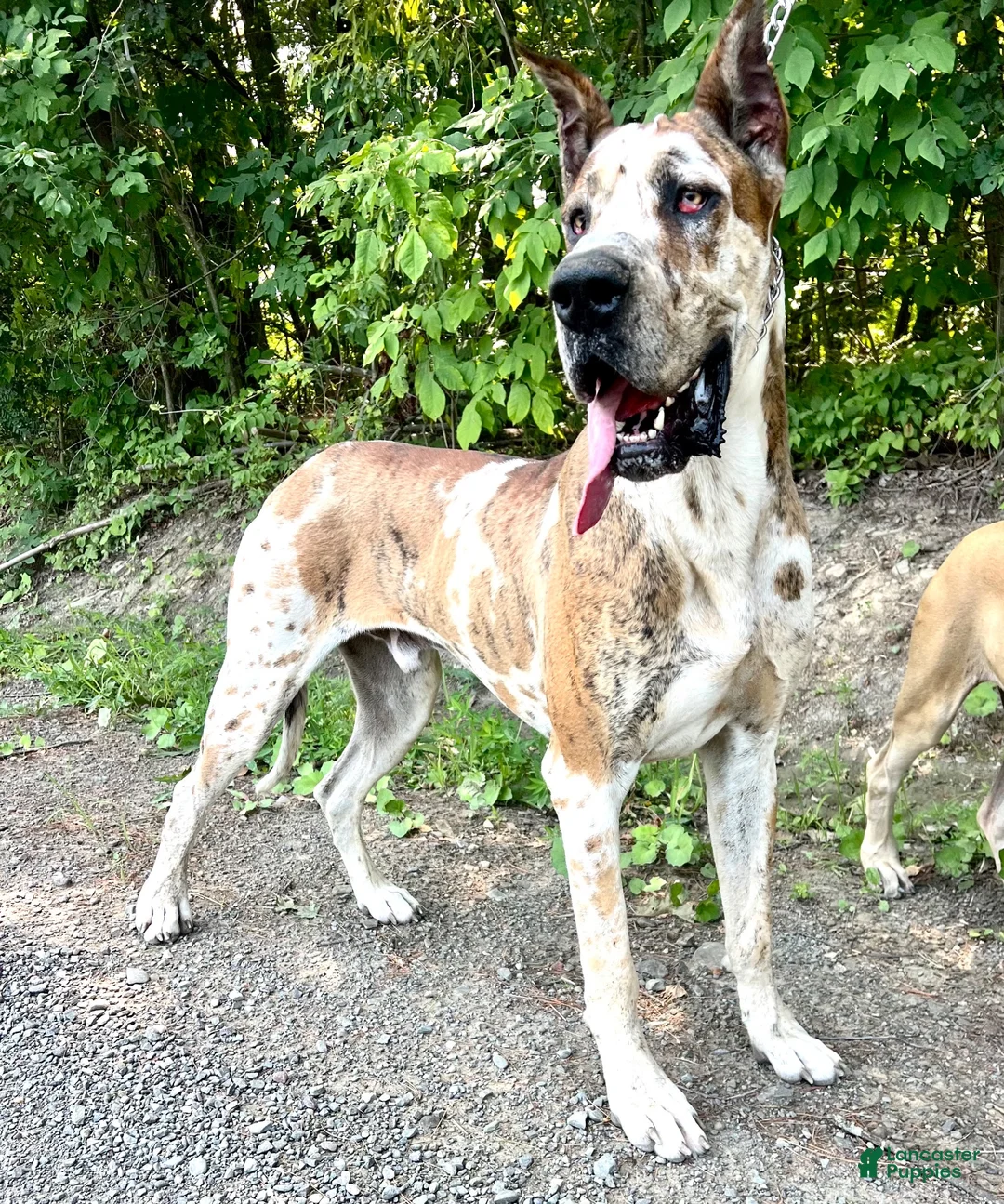Great Dane dogs for sale: Wendy - Ad 2