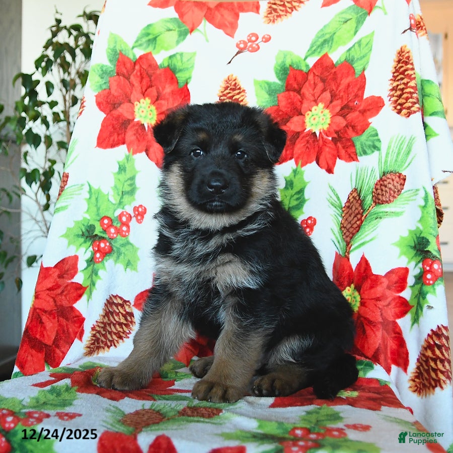 German Shepherd dogs Laker - Ad 13