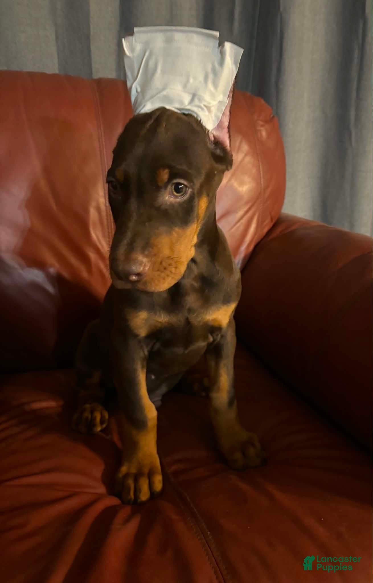 Doberman Pinscher dogs Red Male - Ad 21