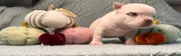 American Bully dogs for sale: American Bully 5 - Ad 8