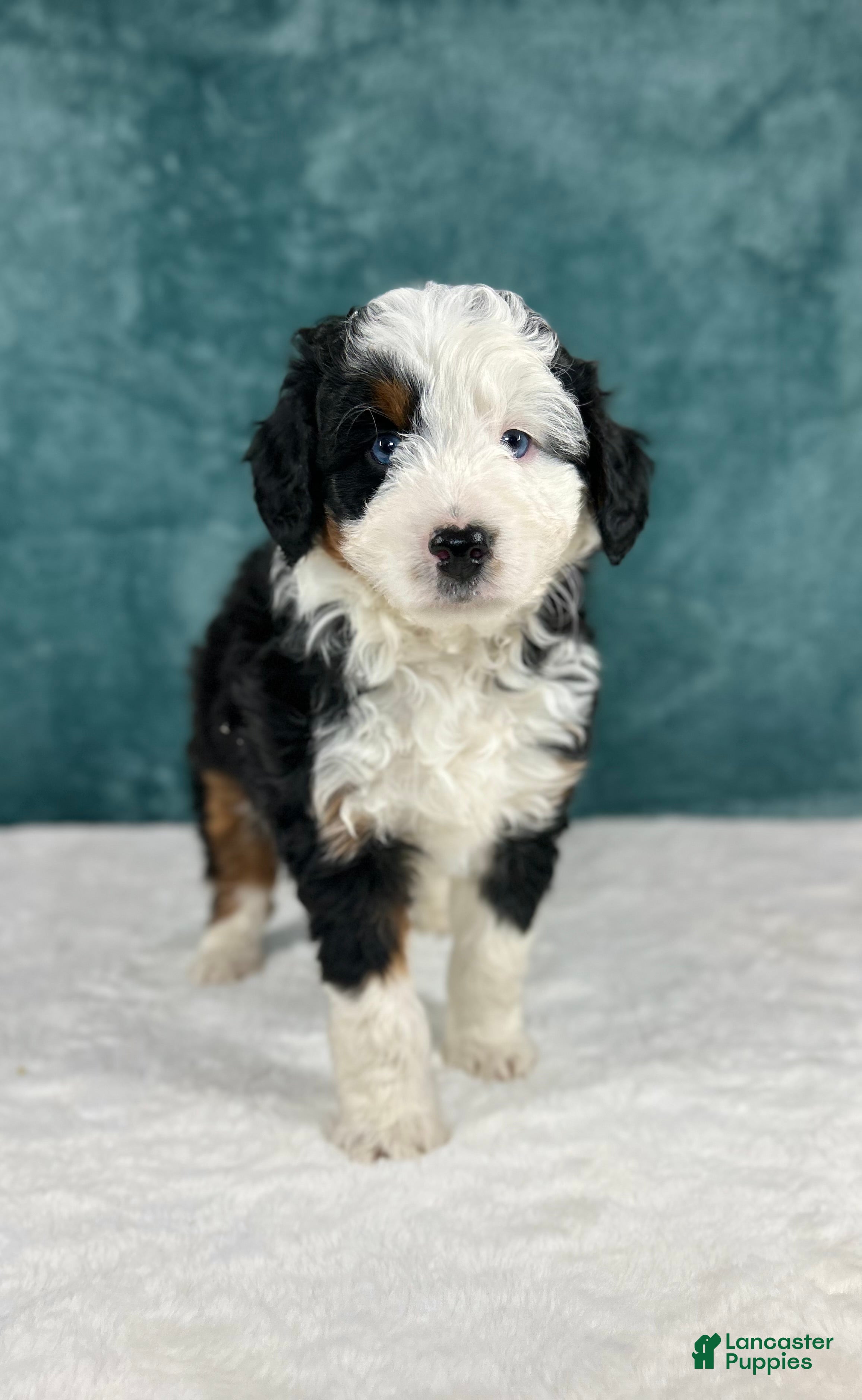 Aussiedoodle dogs Bentley - Ad 13