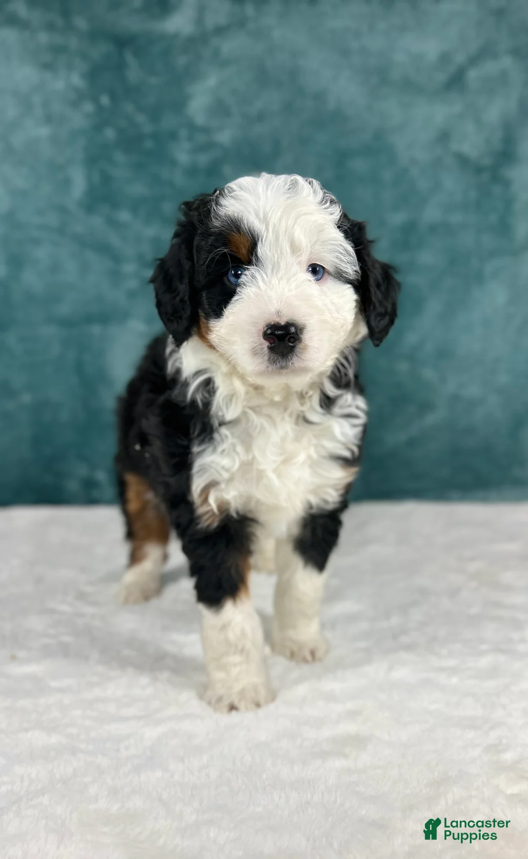 Aussiedoodle dogs for sale: Bentley - Ad 1