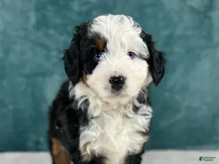 Aussiedoodle dogs Bentley - Ad 13