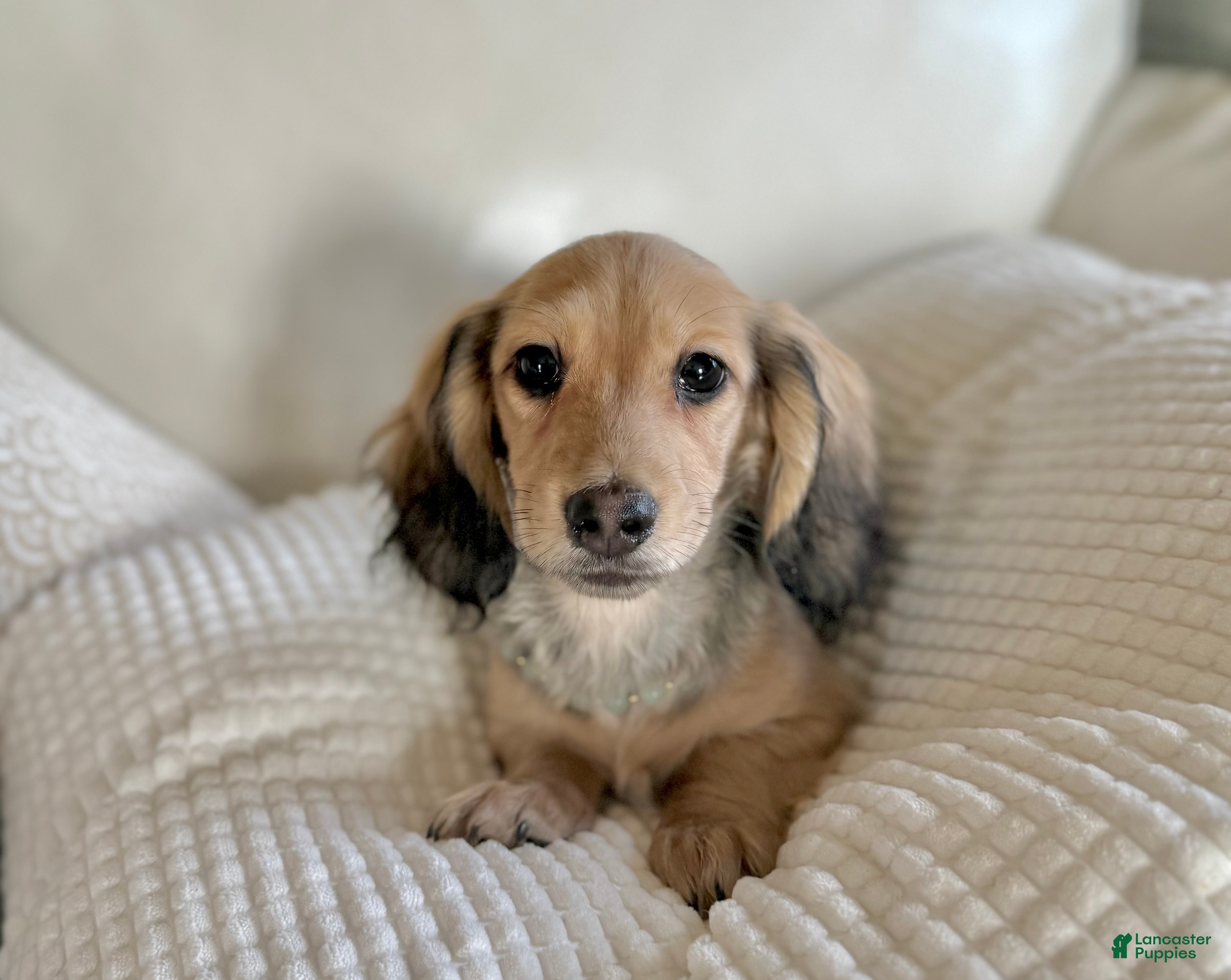 Miniature Dachshund dogs Tahiti - Ad 3