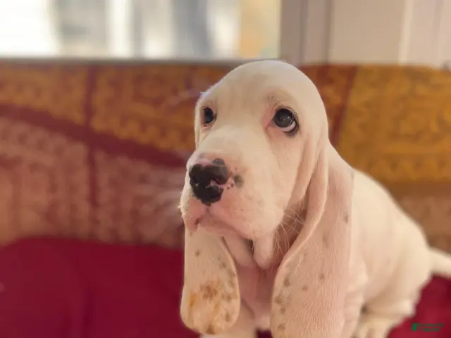 Basset Hound dogs for sale: Little Susie - Ad 1