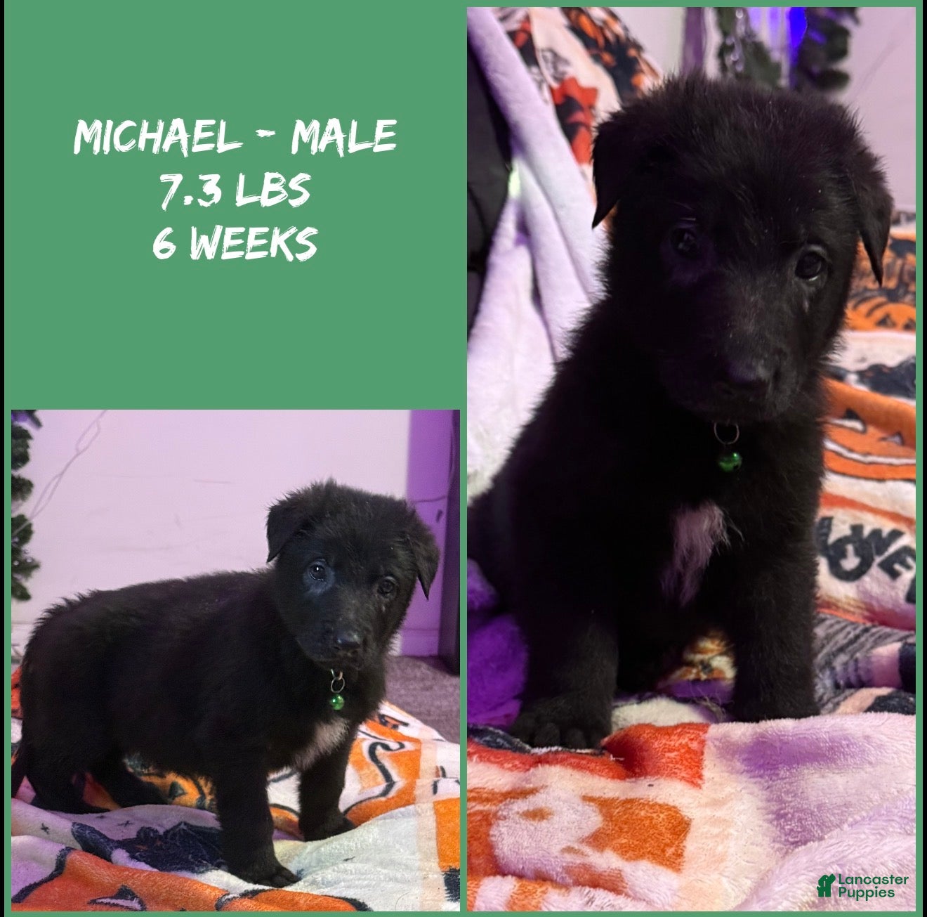 German Shepherd dogs Michael  - Ad 1