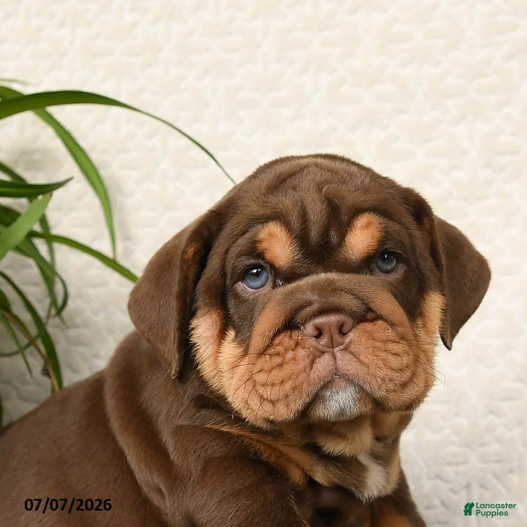 English Bulldog dogs for sale: Rufus - Ad 2