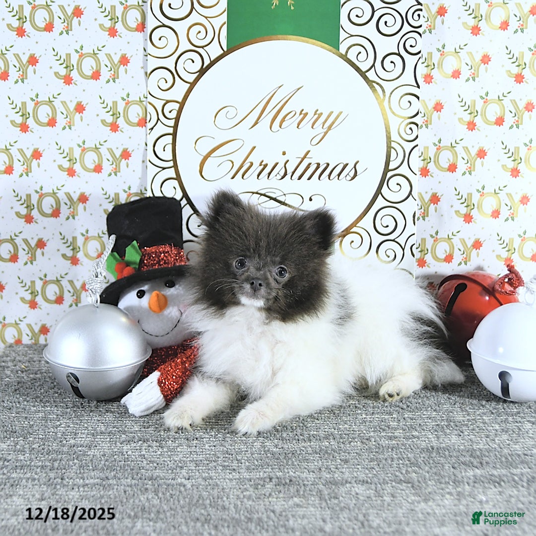 Pomeranian dogs for sale: Lana - Ad 6