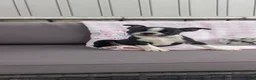 Boston Terrier dogs for sale: Ashley  - Ad 2