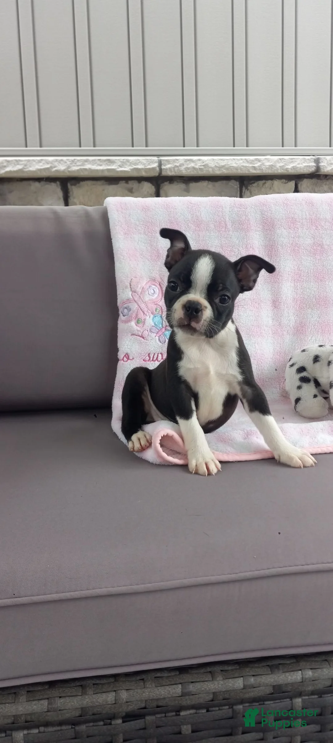 Boston Terrier dogs for sale: Ashley  - Ad 2