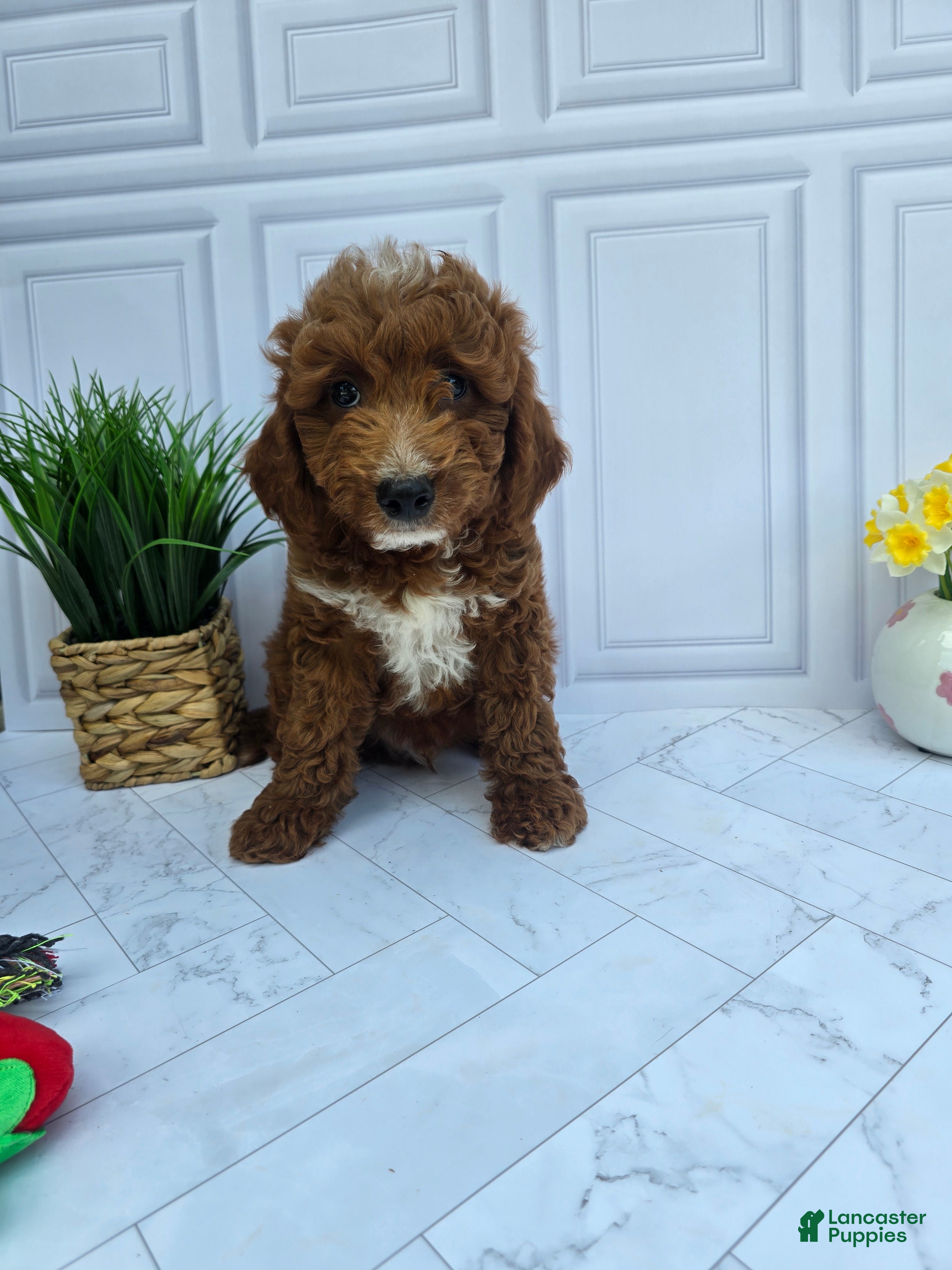 Mini Goldendoodle dogs Mini Goldendoodle 3 - Ad 1