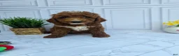 Mini Goldendoodle dogs for sale: Mini Goldendoodle 3 - Ad 1