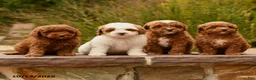 Toy Poodle dogs for sale: Scout - Ad 5
