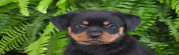 Rottweiler dogs for sale: Willow - Ad 3