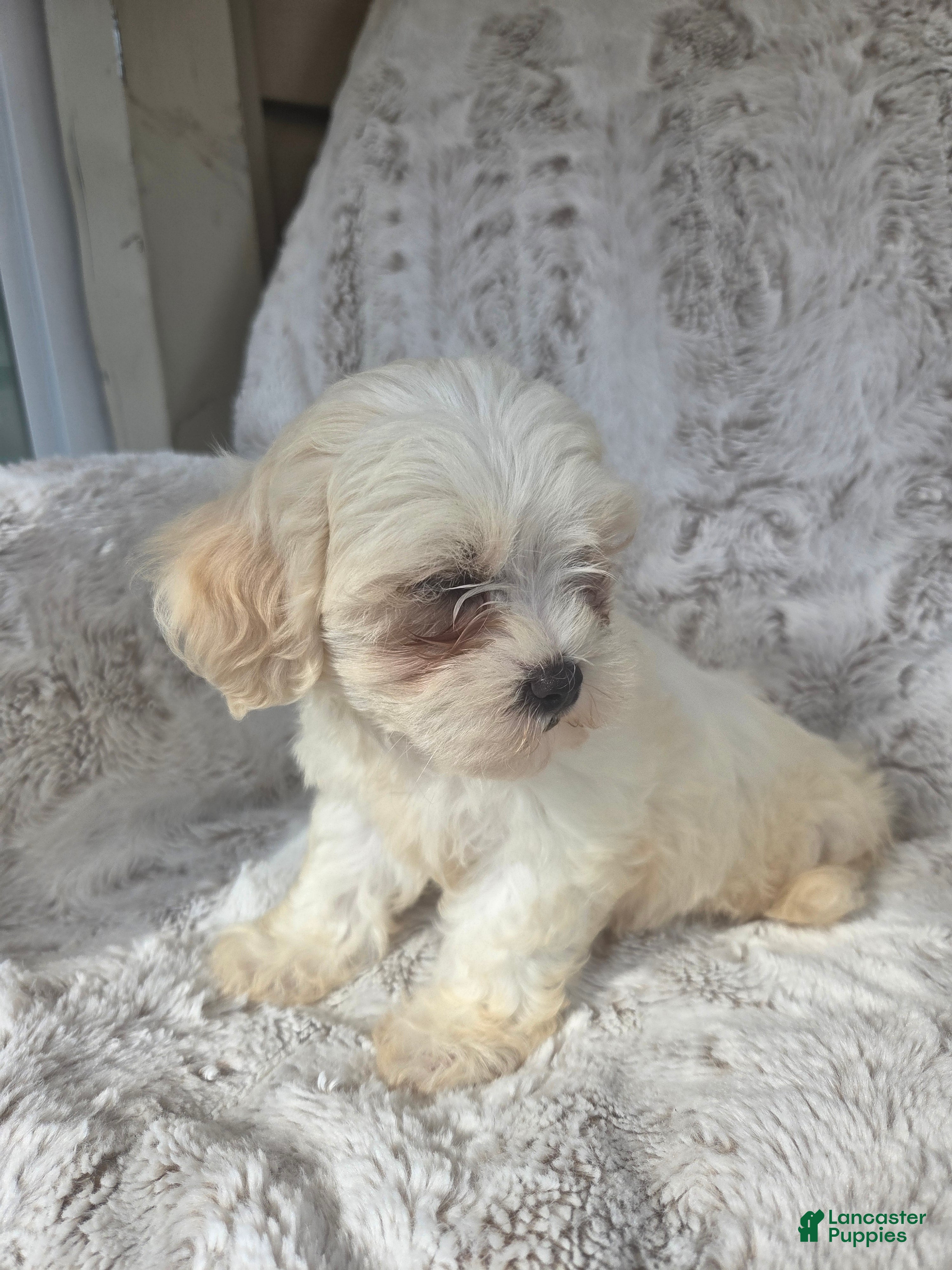 Mixed Breed dogs for sale: Jane - Ad 2