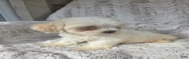Jane