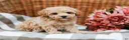 Maltipoo dogs for sale: Darla - Ad 1