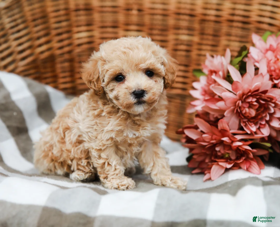 Maltipoo dogs for sale: Darla - Ad 1