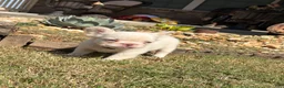 French Bulldog dogs for sale: CottonBall - Ad 4