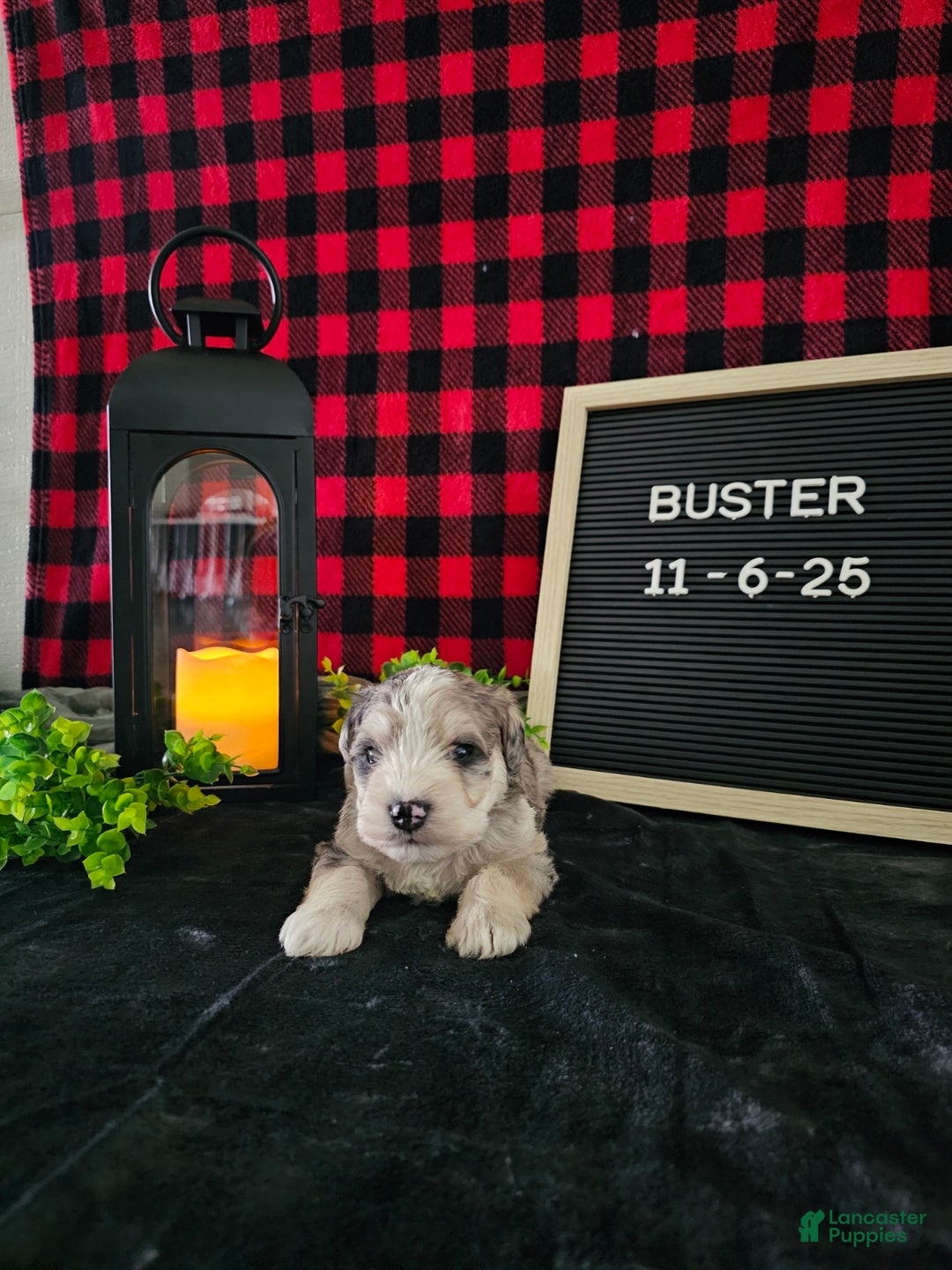 Miniature Schnauzer dogs for sale: Buster - Ad 1