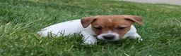Jack Russell Terrier dogs for sale: Frankie - Ad 5